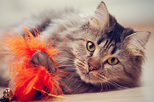 A fluffy gray tabby cat with green eyes lies on the floor, playing with an orange feather toy.