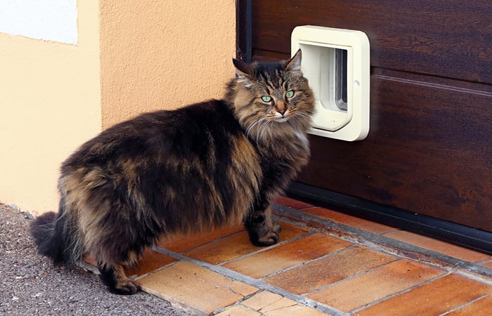cat outside a cat flap