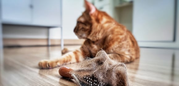 A ginger cat sits on a wooden floor, looking at a brush covered in cat hair.