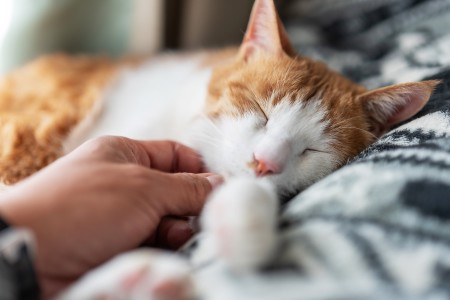 ginger and white cat being stroked while sleeping