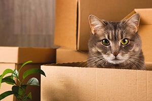 A tabby cat with green eyes peeking out of a cardboard moving box, surrounded by other boxes.