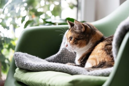 a multi-coloured cat on a green sofa