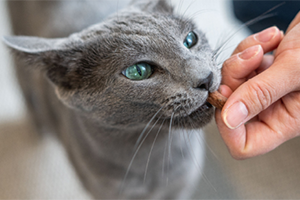 A person gives a treat to a russian blue cat as a reward for training.