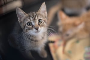 A wide-eyed tabby kitten looking up, with another blurry orange cat in the background.