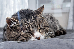 A gray tabby cat with white markings on its face sleeps on a gray blanket.