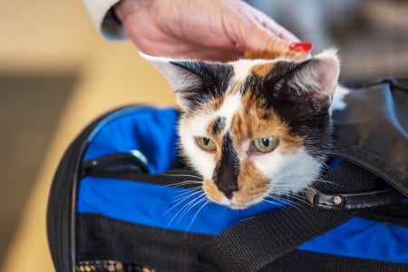 a cat in a cat carrier