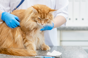 A vet gently examines an older, ginger cat.