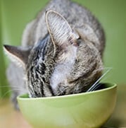 A tabby cat with its head in a green bowl, eating.