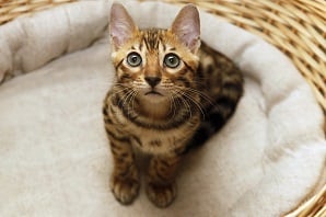 A small, spotted kitten with large eyes looking up from a wicker basket with a soft, white cushion.