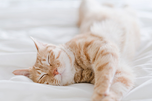 A light orange tabby cat sleeps soundly on a white bed.