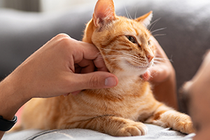 A person's hands gently stroke an orange tabby cat's face and chin. The cat looks content.