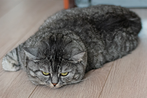 cat laying on floor