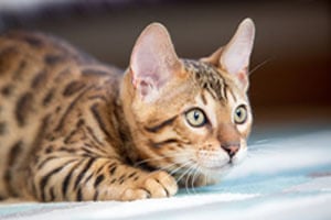 A Bengal cat with distinctive spotted and striped fur, crouching and looking intently to the right.