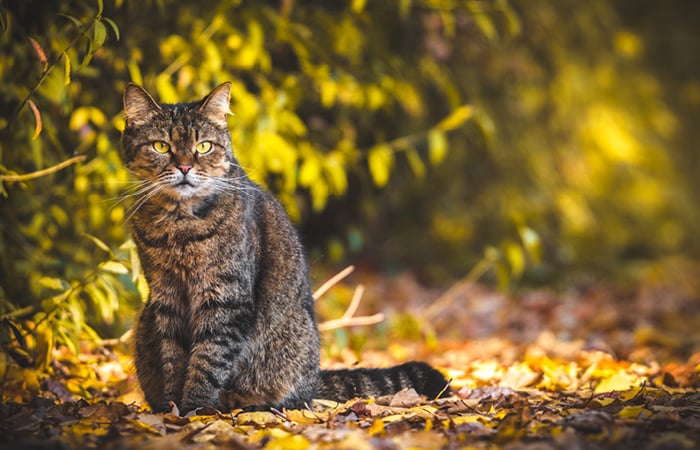 a brown tabby cat sits outside surrounded by fallen autumnal leaves