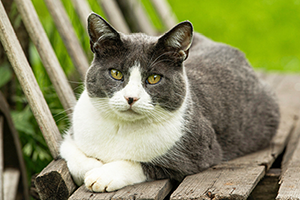 A grey and white cat with yellow eyes lying on a wooden bench, looking at the camera.