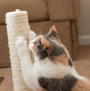 A calico cat scratches a beige scratching post.