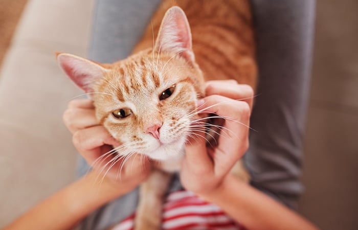 a ginger cat being stroked under the chin