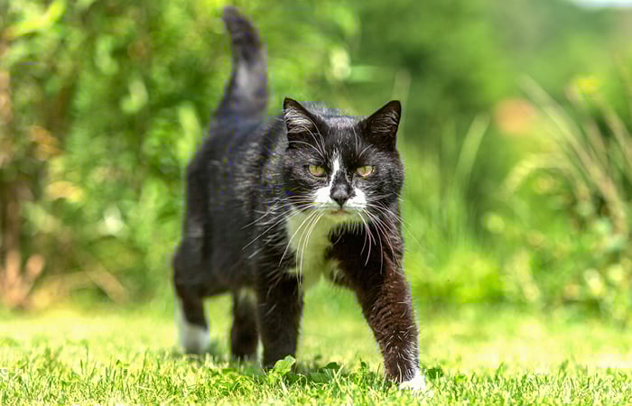 A black and white tuxedo cat with bright green eyes walks through green grass, looking directly at the camera.