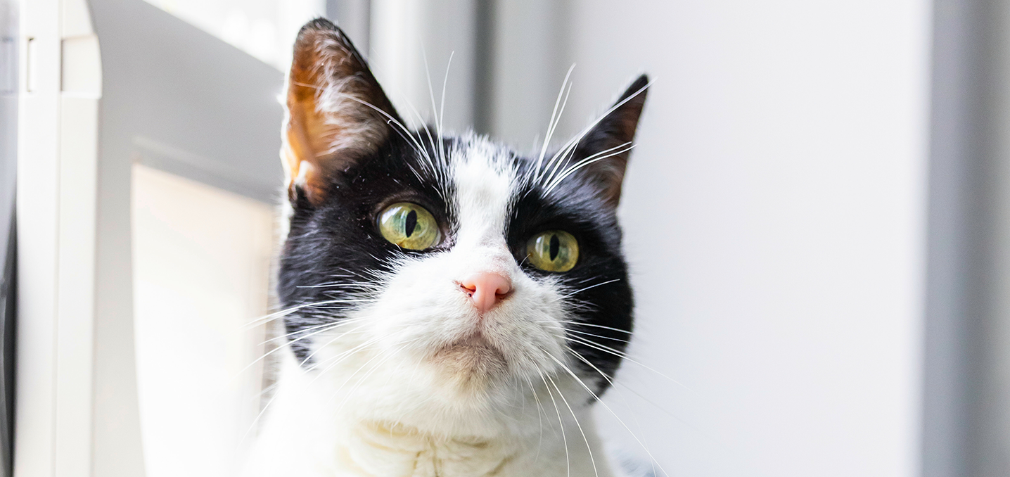 A black and white cat with bright green eyes looking slightly upwards.