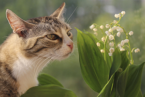A grey domestic cat sniffing a white lily of the valley plant in the outdoors.