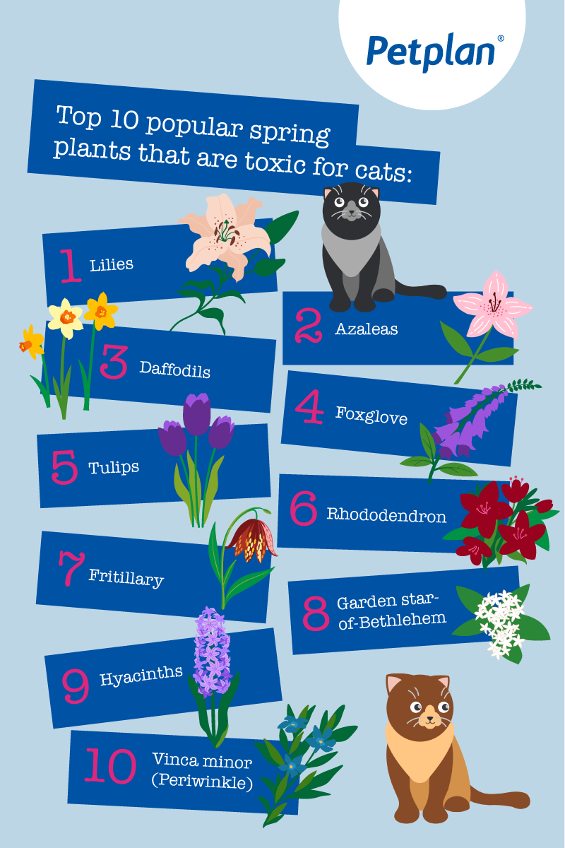 plants poisonous to cats infographic