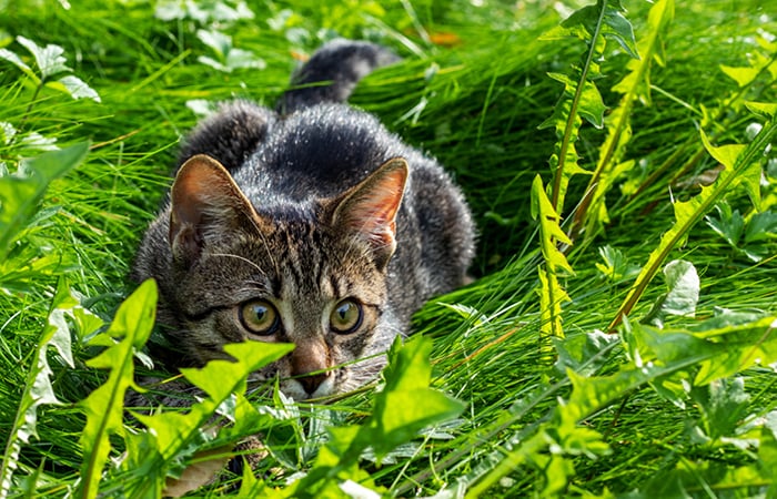 cat hunting in a garden