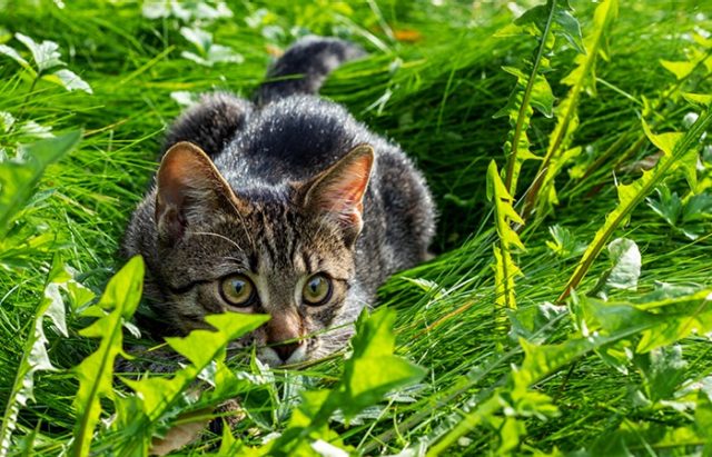 Why do cats hunt? | Petplan