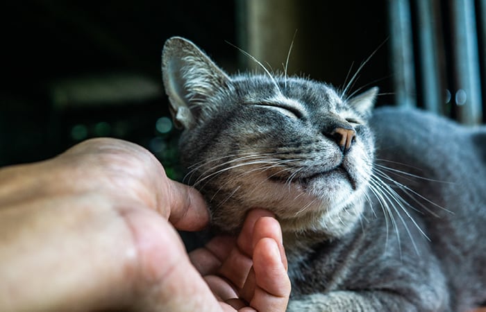 cat being stroked under chin