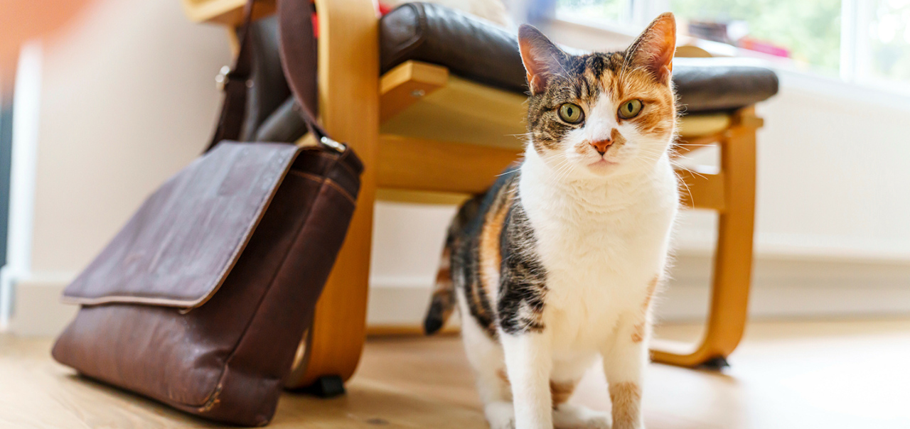 A calico cat standing on a wooden floor, looking at the camera, with a brown leather bag and chair behind it.