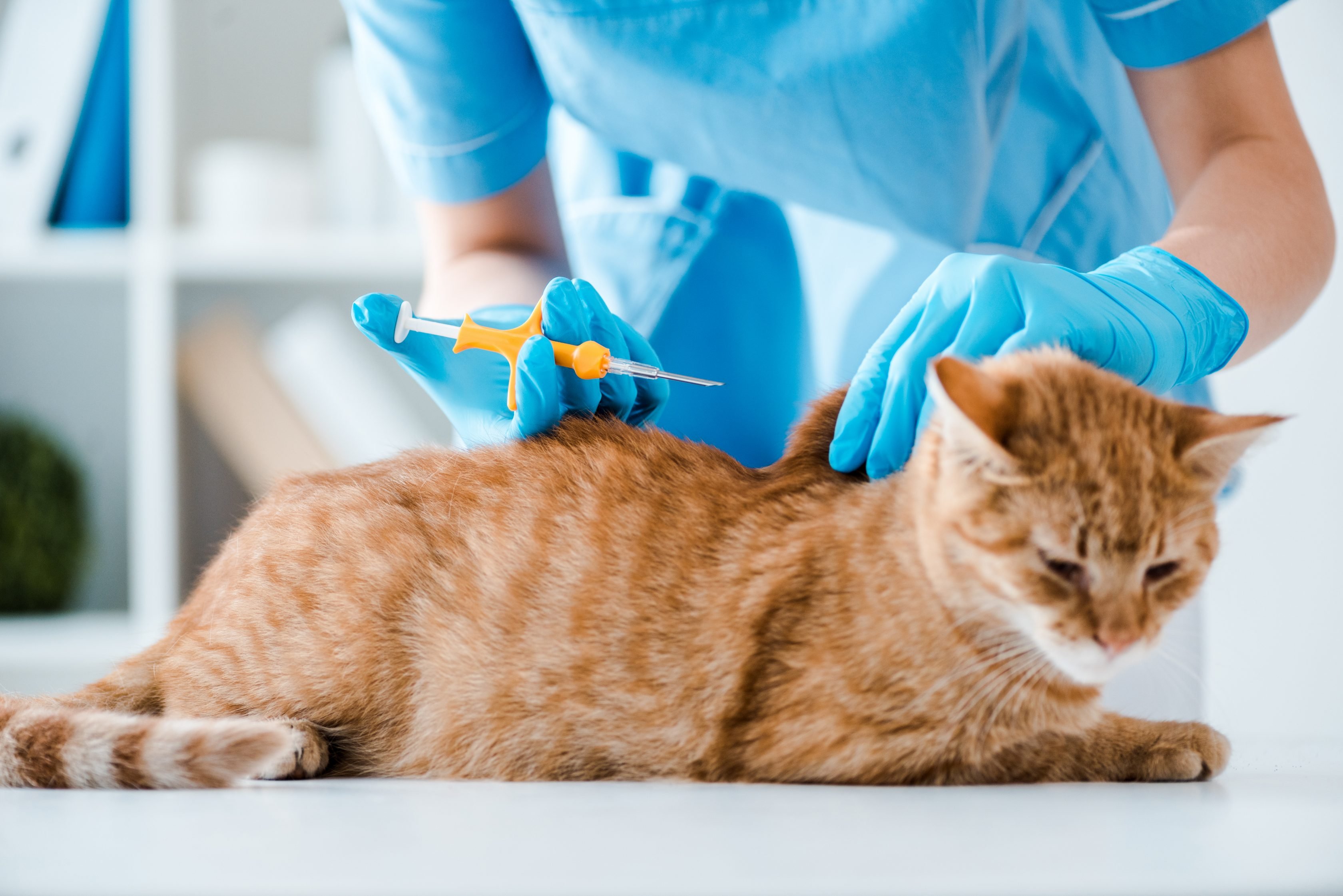 Ginger cat being microchipped