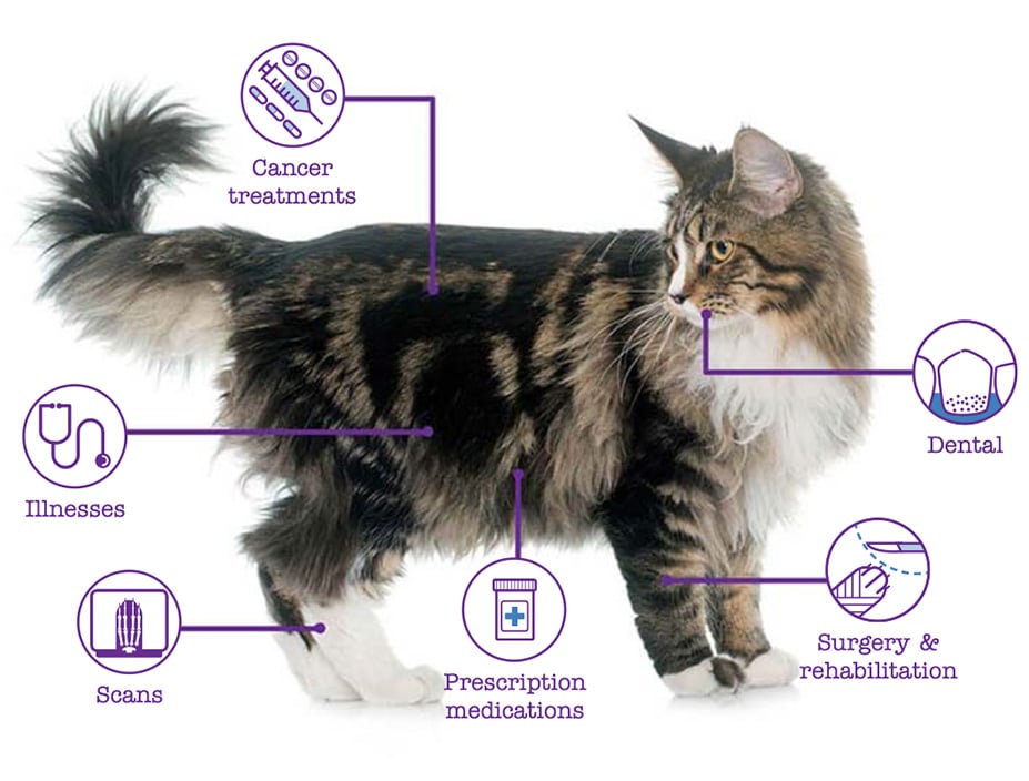 A Maine Coon cat with various medical icons and labels around it, illustrating covered treatments.