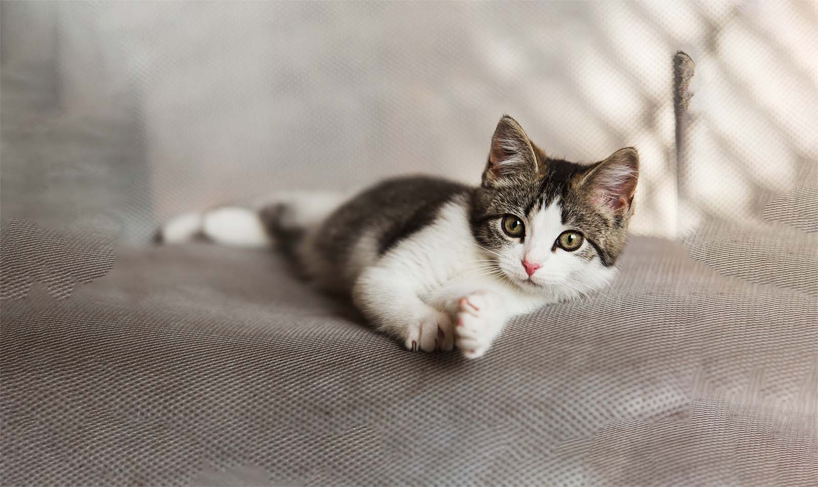 A small, grey and white kitten with green eyes lying on a grey textured surface.