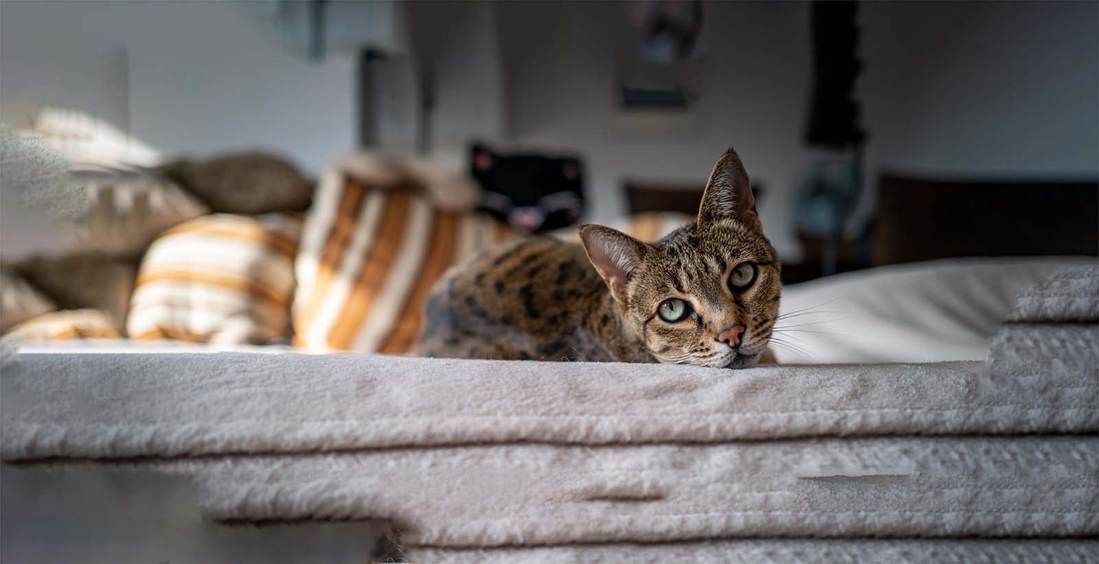 A domestic short-haired cat with tabby markings and green eyes rests its head on a soft, light-colored surface.