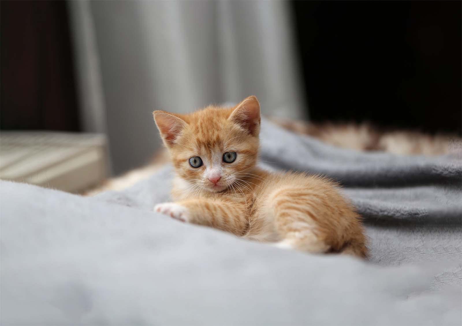 An adorable ginger kitten with blue eyes lies on a soft grey blanket, looking directly at the camera.
