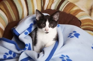 A black & white cat lying down on a cushion & blanket.