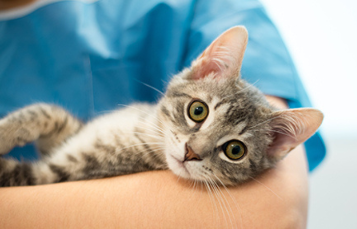 A gray tabby cat with wide green eyes looks at the camera while being held by a person in blue scrubs.