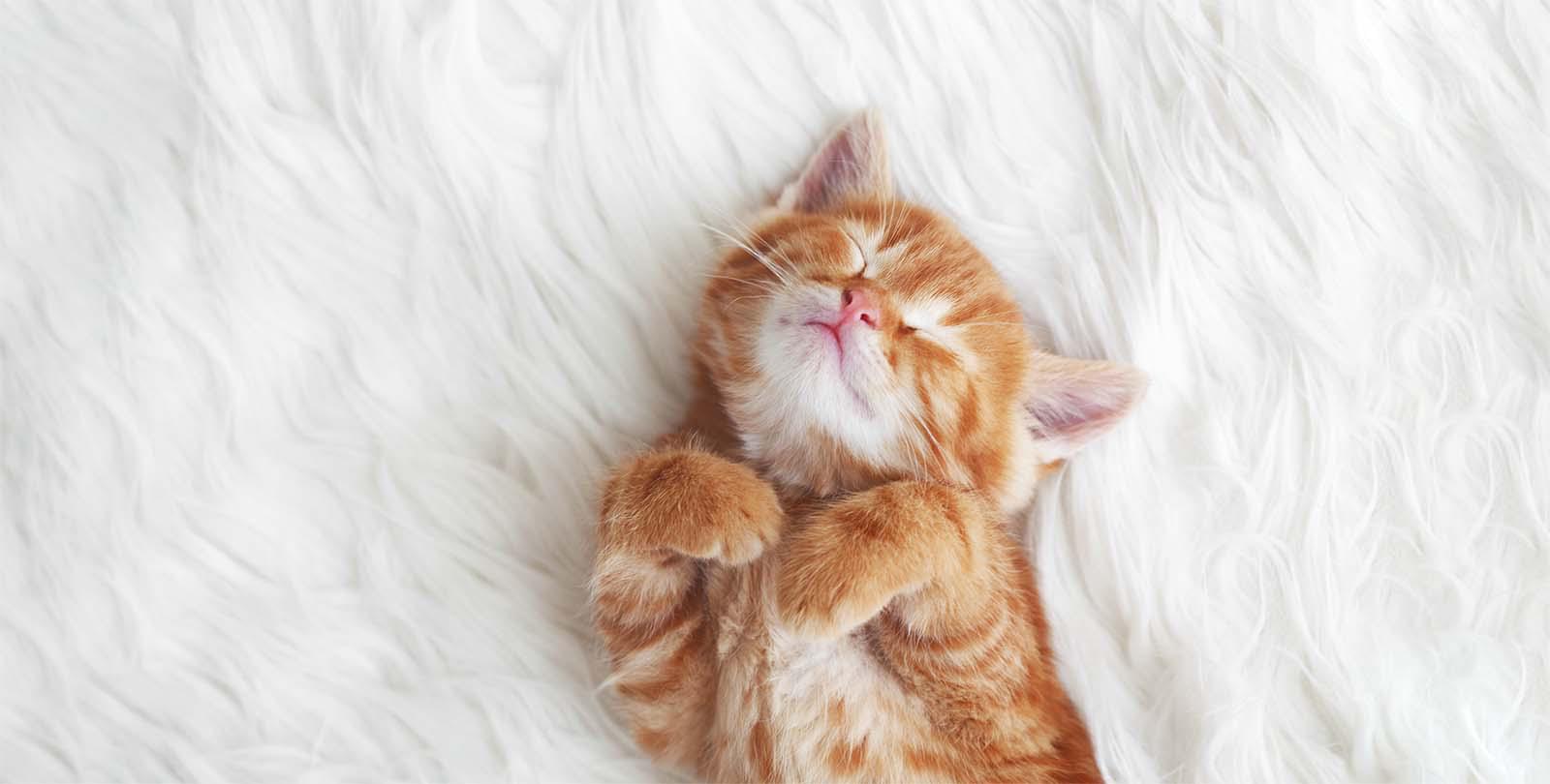 A small, orange tabby kitten sleeps peacefully on its back on a fluffy white blanket.