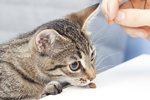 A small brown tabby kitten sniffing a treat. 