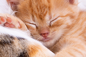 A close-up of a sleeping orange tabby kitten with its paws tucked under its head.