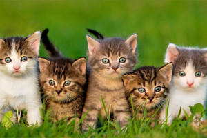 Five kittens of various colors sit in a row in green grass, looking at the camera.