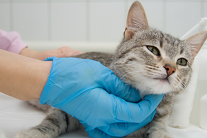 A person in blue gloves holds a gray tabby cat's head, while another person pets its back.