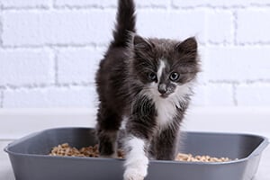 A small grey and white kitten stepping out of a litter box.