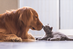 A golden retriever and a gray kitten touch noses on a light-colored floor.