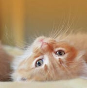 A fluffy orange kitten with wide eyes lying on its back, looking up.