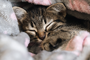 a small tabby kitten sleeping soundly, nestled under a soft, cozy blanket.