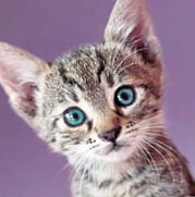 A close-up of a tabby kitten with bright blue eyes and long whiskers.