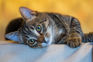 A tabby cat with large, round green eyes lying on a light-colored blanket, looking at the camera.