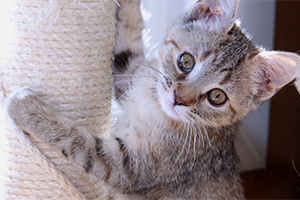 A small grey kitten scratching a scratch post.
