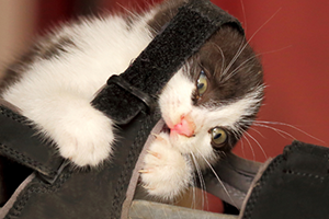 A playful black and white kitten with green eyes biting and clawing at a black shoe.