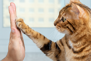 A person and a cat high-fiving. 